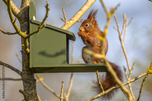 Red squirrel eating on feeder
