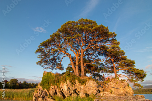 Tree growing out of McCarthy Mor castle ruins at Lough Leane on the Ring of Kerry at Killarney Ireland photo