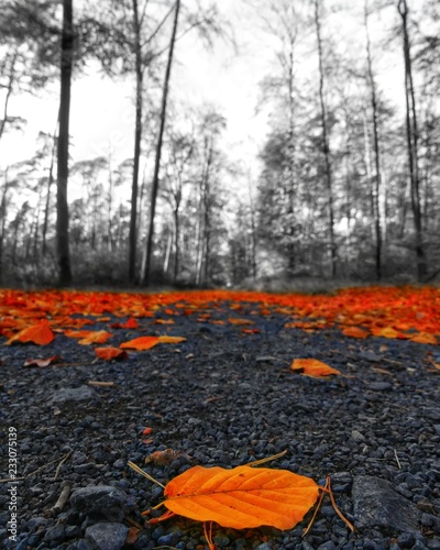 Dreamland in the Woods 