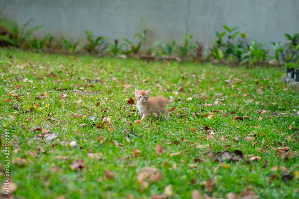 Ginger Kitten alone on the grass Ginger Kitten alone on the grass