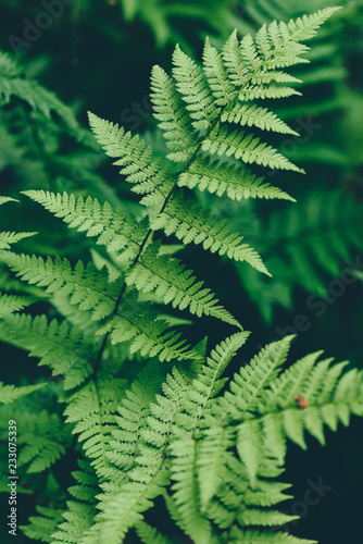 Fern leaves in forest