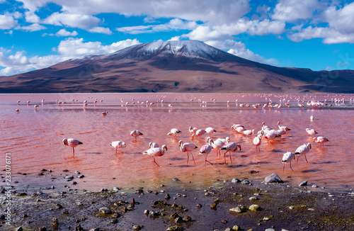 Flamingos in Laguna Colorada , Bolivia photo