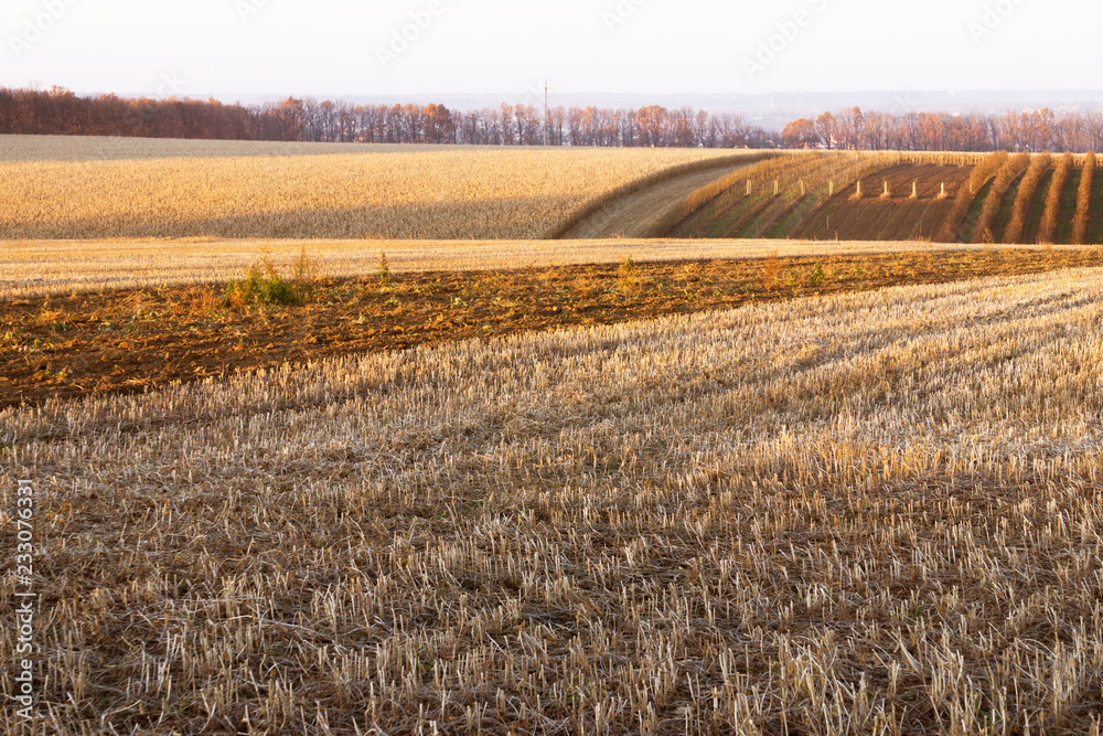 field, nature background, rich harvest, rural industry, harvesting