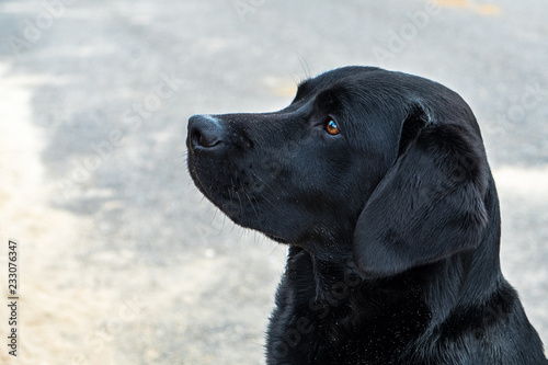 Portrait of a Labrador Retriever pup. © FotoCorn