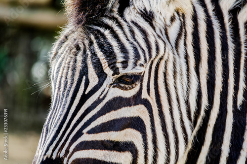 Zebra head close-up.