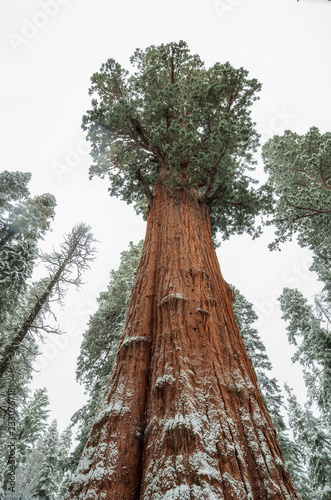 Giant Sequoia Trees in Sequoia National Park , USA photo