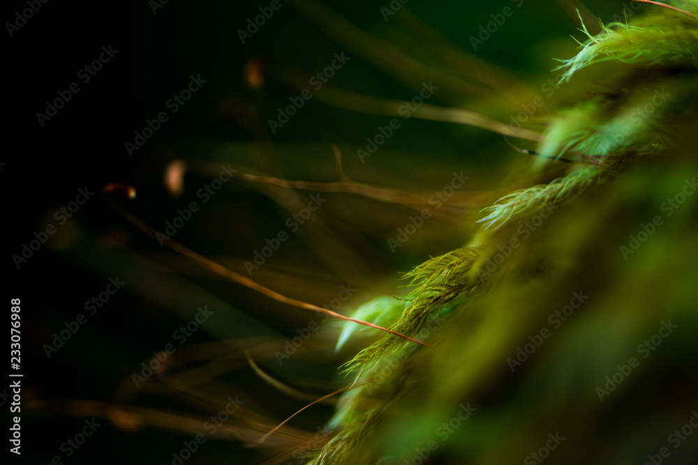 Micro fern fronds - 1mm size fern in close up