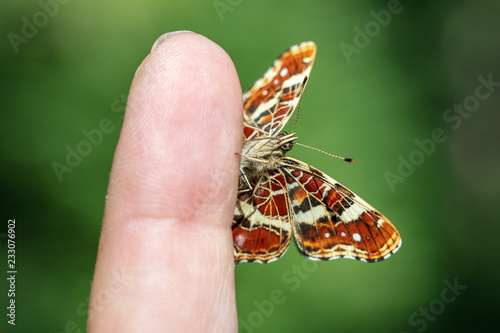 Map (Araschnia levana) Butterfly sits on finger photo