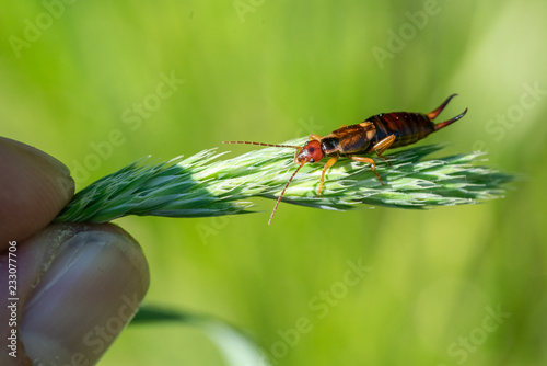 Common earwig (Forficula auricularia) sitting on a grass spike
