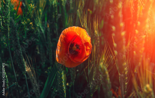 Fototapeta Naklejka Na Ścianę i Meble -  wild  pink flowers poppies in the field at sunset