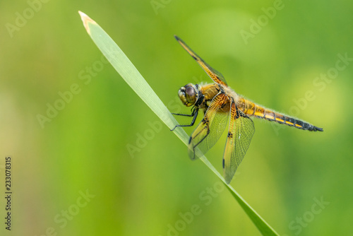 Four-spotted chaser (Libellula quadrimaculata) sits on a leaf in front of washed out green background
