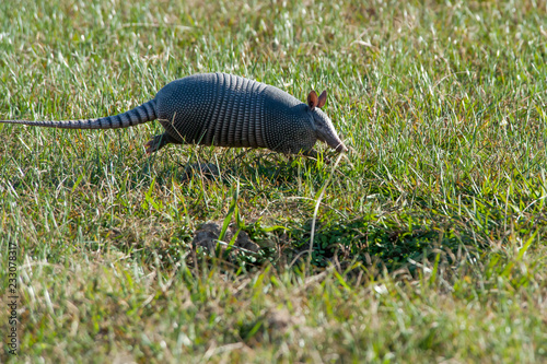 Armadillo