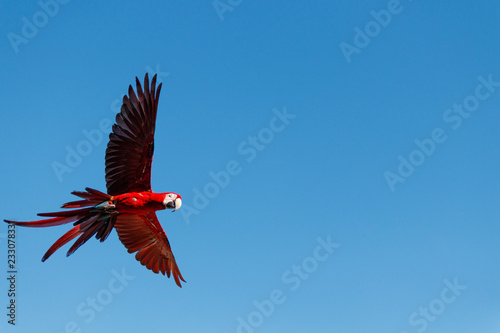 Red Parrot © Bruno Garcia