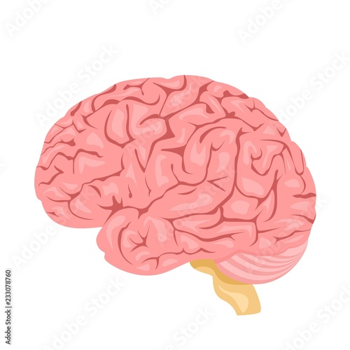 Human anatomy. Brain, internal organ. Medicine and health. Flat style. Cartoon.