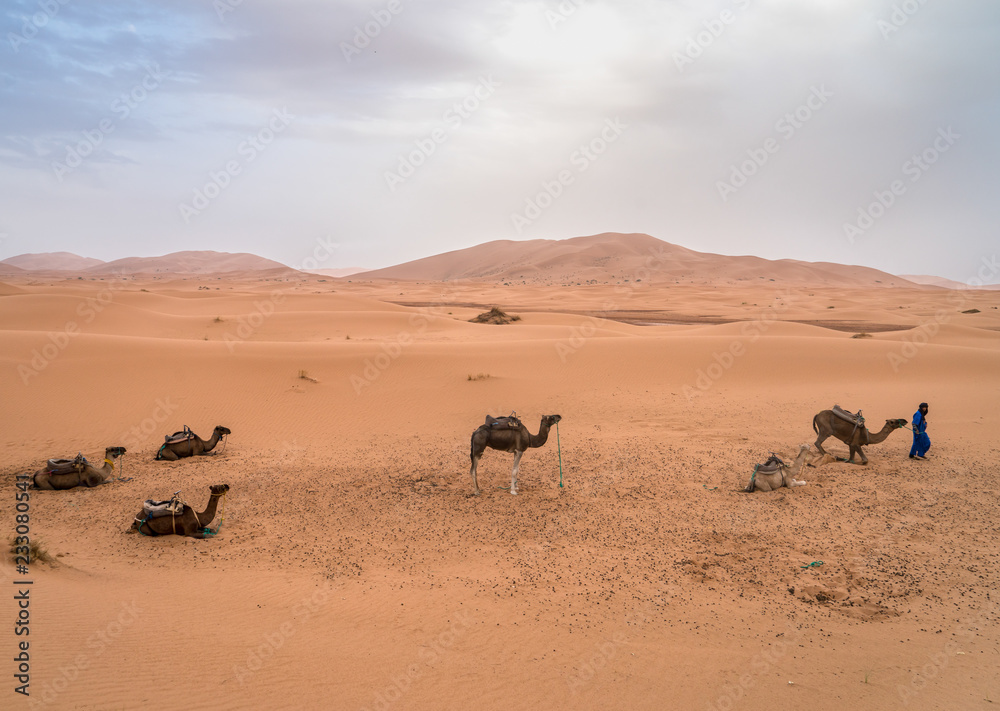 Erg Chebbi Dunes and Five Camels