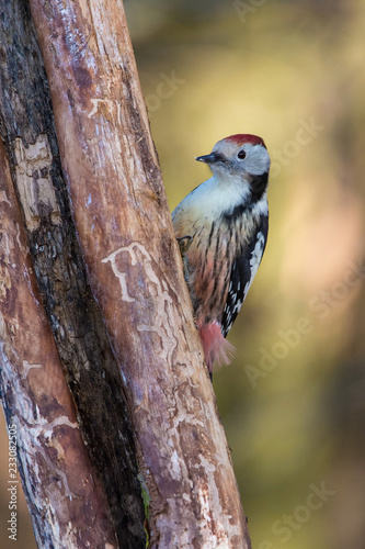 The Middle Spotted Woodpecker, Dendrocoptes medius is sitting on the branch of tree, somewhere in the forest, colorful background and nice soft light