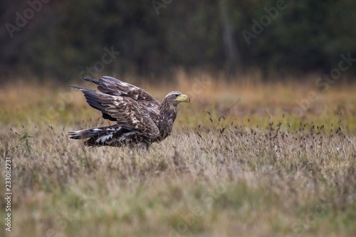 The White-tailed Eagle, Haliaeetus albicilla is sitting in autumn color environment of wildlife. Also known as the Ern, Erne, Gray Eagle, Eurasian Sea Eagle. In the foreground is a grass...