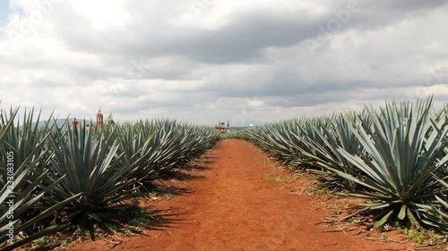Moving Forward Through Fields of Tequila Agave with Bright Red Soil Surrounding the Cactus Like Plants Growing in Small Mexican Town of Jesus Maria. Cloudy Day