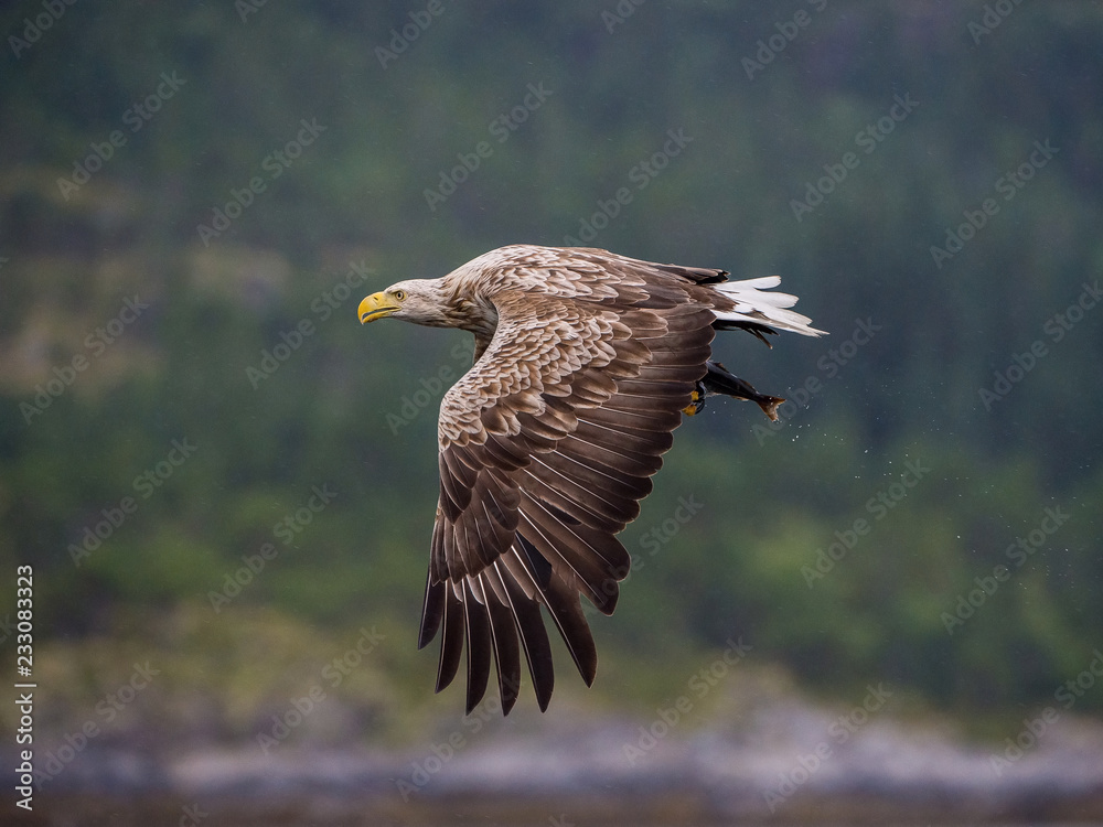 Fototapeta premium The White-tailed Eagle, Haliaeetus albicilla just has caught a fish from water, colorful environment of wildness. Also known as the Ern, Erne, Gray Eagle. Norway. Nice summer background...