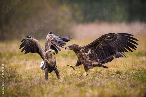 The White-tailed Eagles, Haliaeetus albicilla are fighting in autumn color environment of wildlife. Also known as the Ern, Erne, Gray Eagle, Eurasian Sea Eagle. They threaten with its claws. .. © Petr Šimon
