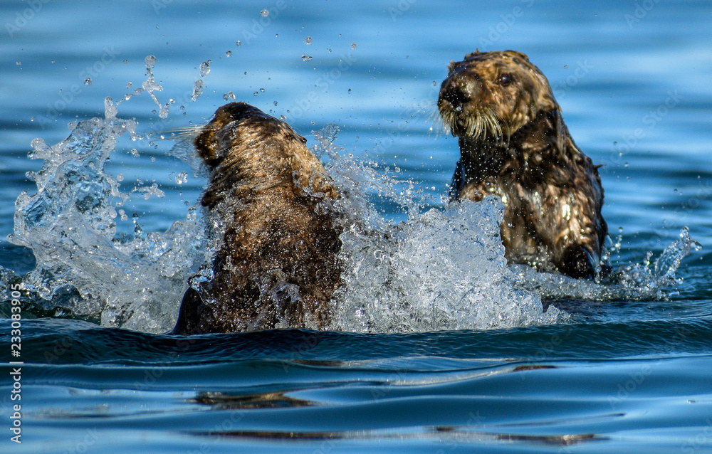 Fototapeta premium Playful Otters