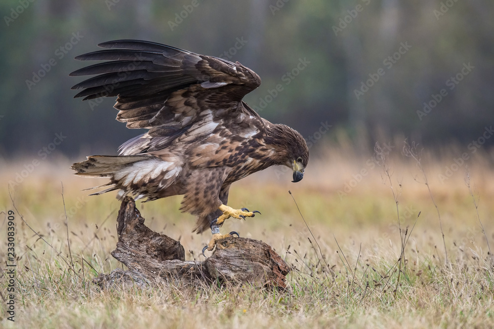 Fototapeta premium The White-tailed Eagles, Haliaeetus albicilla are fighting in autumn color environment of wildlife. Also known as the Ern, Erne, Gray Eagle, Eurasian Sea Eagle. They threaten with its claws. ..