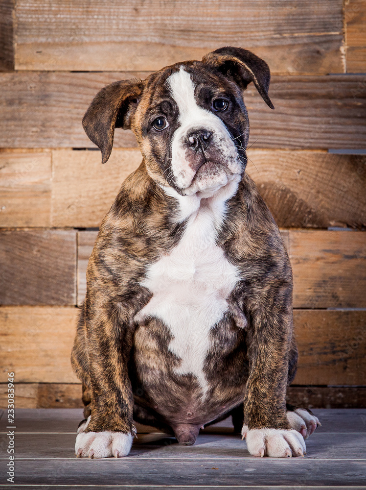 Olde English Bulldogge - 4 Months - Brindle-01 Olde English Bulldogge - 4 Months - Brindle-01