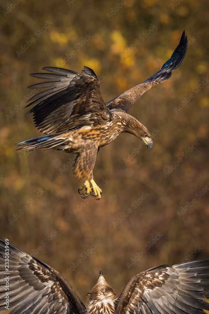 Fototapeta premium The White-tailed Eagles, Haliaeetus albicilla are fighting in autumn color environment of wildlife. Also known as the Ern, Erne, Gray Eagle, Eurasian Sea Eagle. They threaten with its claws. ..