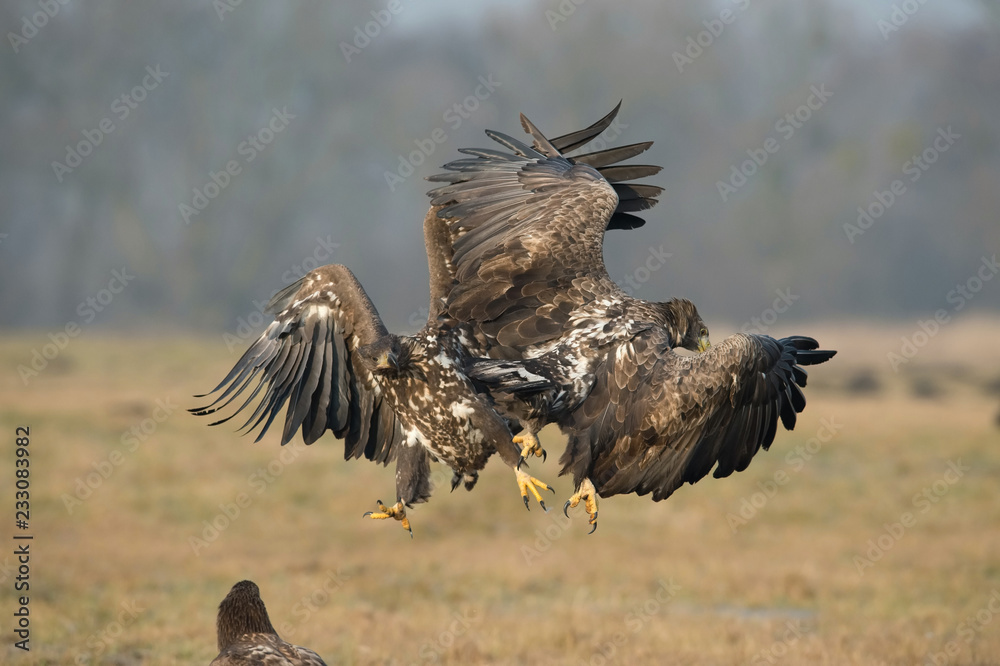 Obraz premium The White-tailed Eagles, Haliaeetus albicilla are fighting in autumn color environment of wildlife. Also known as the Ern, Erne, Gray Eagle, Eurasian Sea Eagle. They threaten with its claws. ..