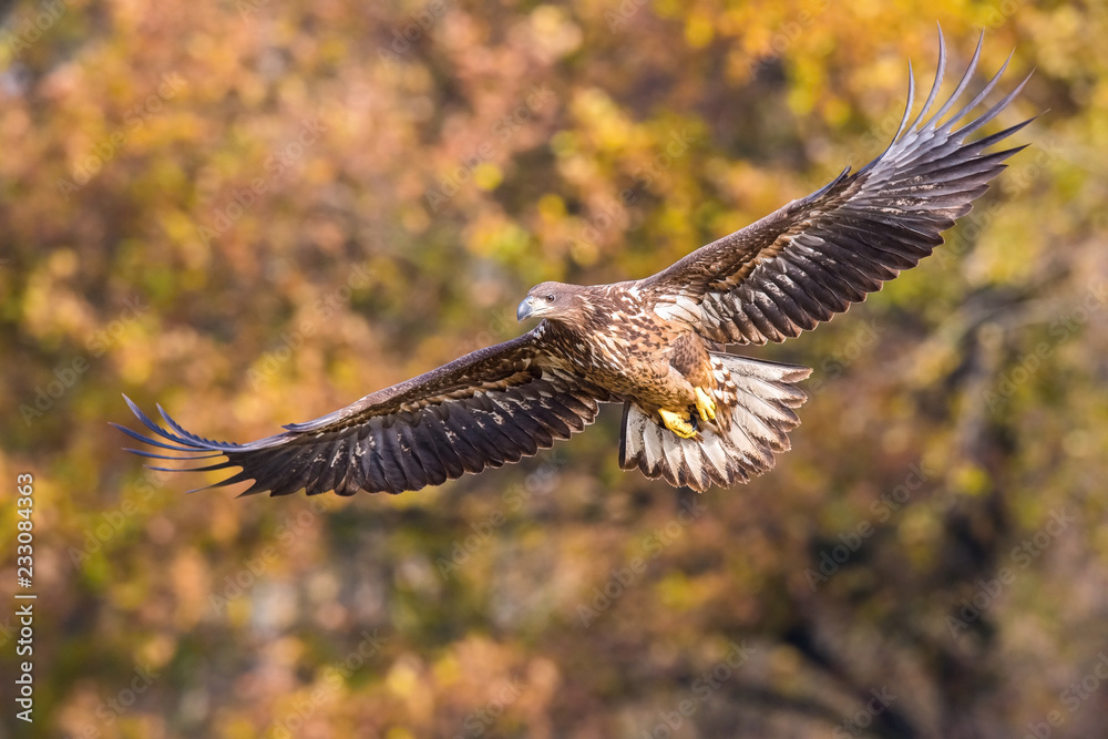 Obraz premium The White-tailed Eagle, Haliaeetus albicilla is flying in autumn color environment of wildlife. Also known as the Ern, Erne, Gray Eagle, Eurasian Sea Eagle. Nice autumn colorful background...