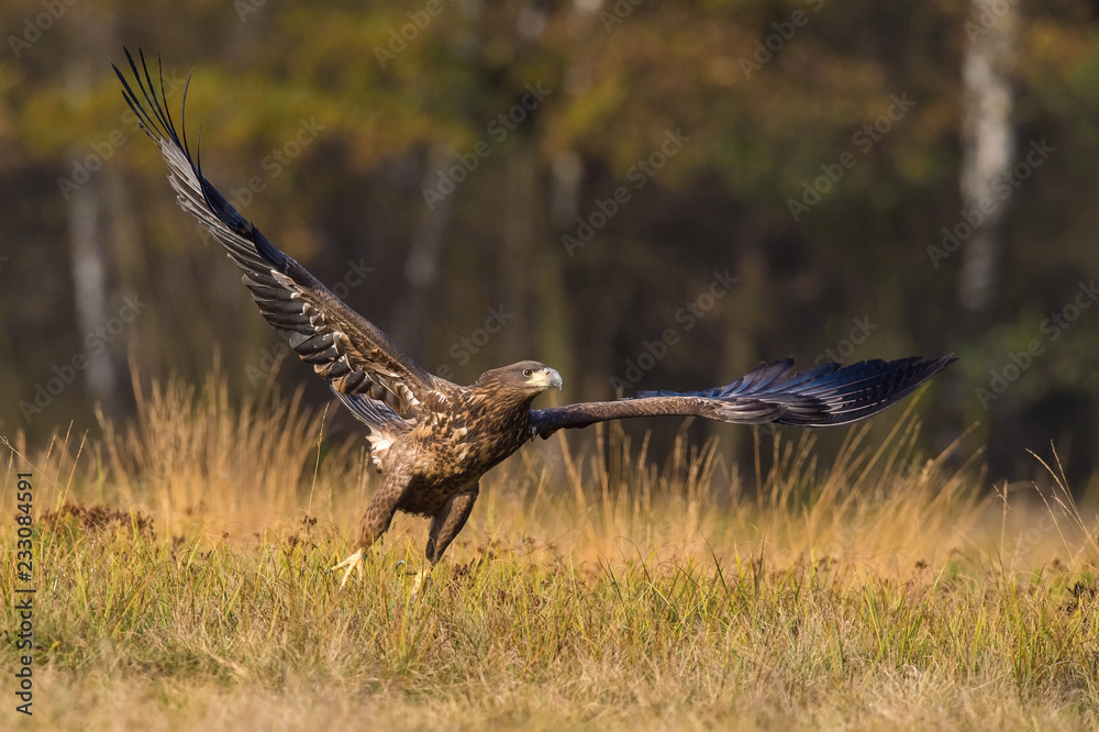 The White-tailed Eagle, Haliaeetus albicilla is flying in autumn color environment of wildlife. Also known as the Ern, Erne, Gray Eagle, Eurasian Sea Eagle. Nice autumn colorful background... The White-tailed Eagle, Haliaeetus albicilla is flying in autumn color environment of wildlife. Also known as the Ern, Erne, Gray Eagle, Eurasian Sea Eagle. Nice autumn colorful background...