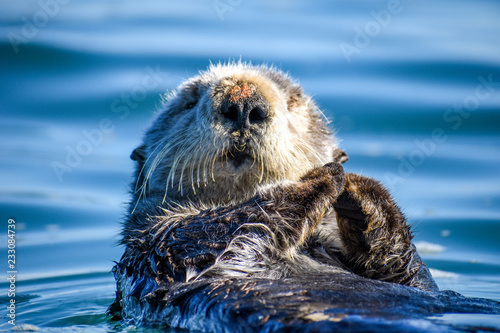 Resting Otter 