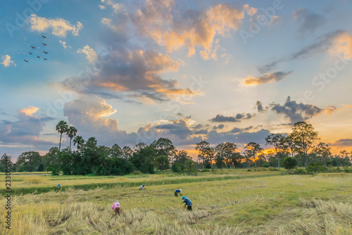 Soft focus silhouette of the sunset with ripe brown paddy rice, ancient farmer practice to harvesting brown paddy rice seed, the beautiful sky, and cloud in Thailand. © worranam2w