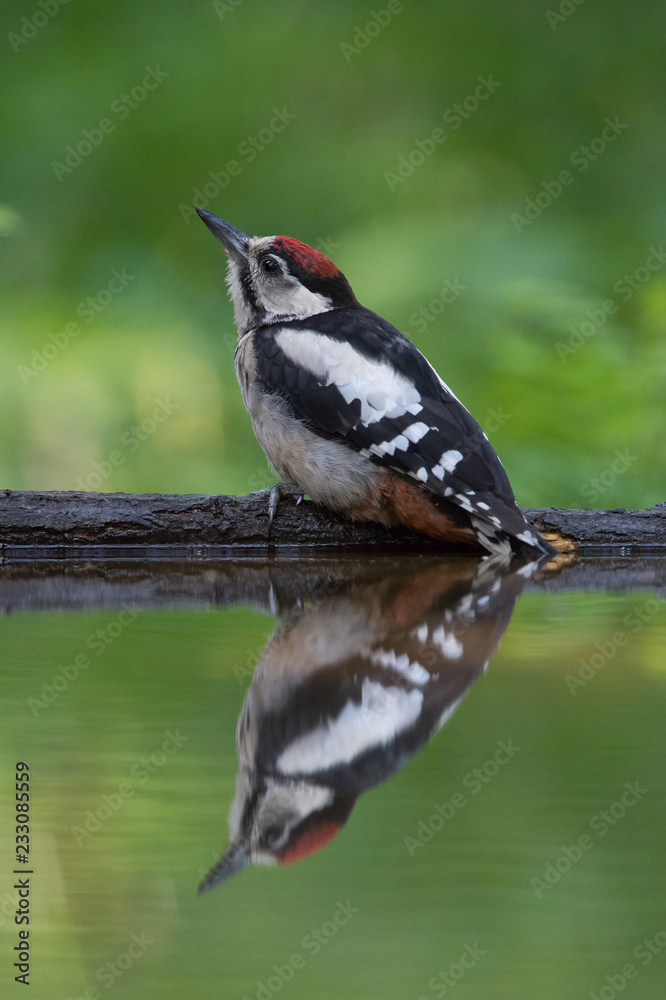 Obraz premium The Great Spotted Woodpecker, Dendrocopos major is sitting at the forest waterhole, reflecting in the surface, preparing for the bath, colorful background and nice soft light