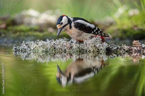 The Great Spotted Woodpecker, Dendrocopos major is sitting at the forest waterhole, reflecting in the surface, preparing for the bath, colorful background and nice soft light