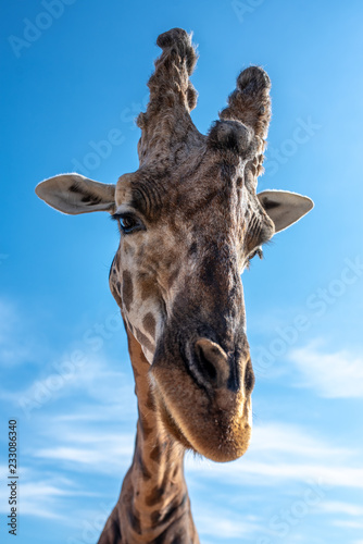 Portrait of a giraffe on a background of blue sky