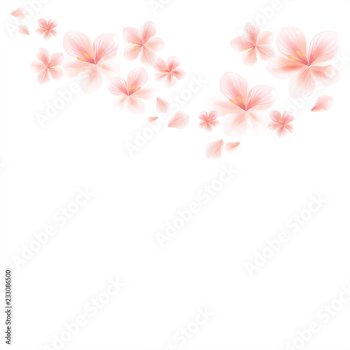 Pink Sakura flowers and flying petals isolated on White background. Apple-tree flowers. Cherry blossom. Vector Ai 10 cmyk