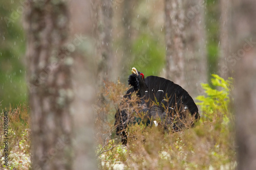 The Western Capercaillie, Tetrao urogallus, also known as the Wood Grouse, Heather Cock, or just Capercaillie in the forest, is showing off during their lekking season. They are in the typical habitat