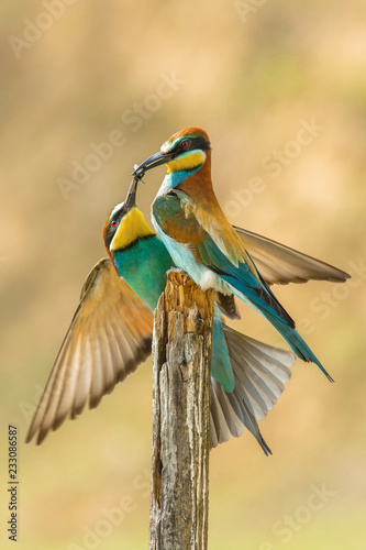 Fotografie The European Bee-eaters, Merops apiaster are sitting and mating on a nice branch