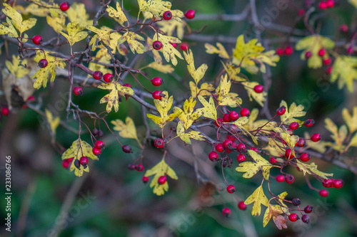 hawthorne berries on bush in autumn