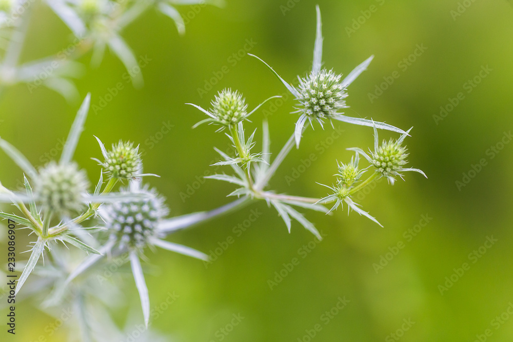 Eryngium amethystinum, amethyst eryngo, Italian eryngoor amethyst sea holly light purple spiny plants on the field. medicinal and honey plants of Europe Eryngium amethystinum, amethyst eryngo, Italian eryngoor amethyst sea holly light purple spiny plants on the field. medicinal and honey plants of Europe