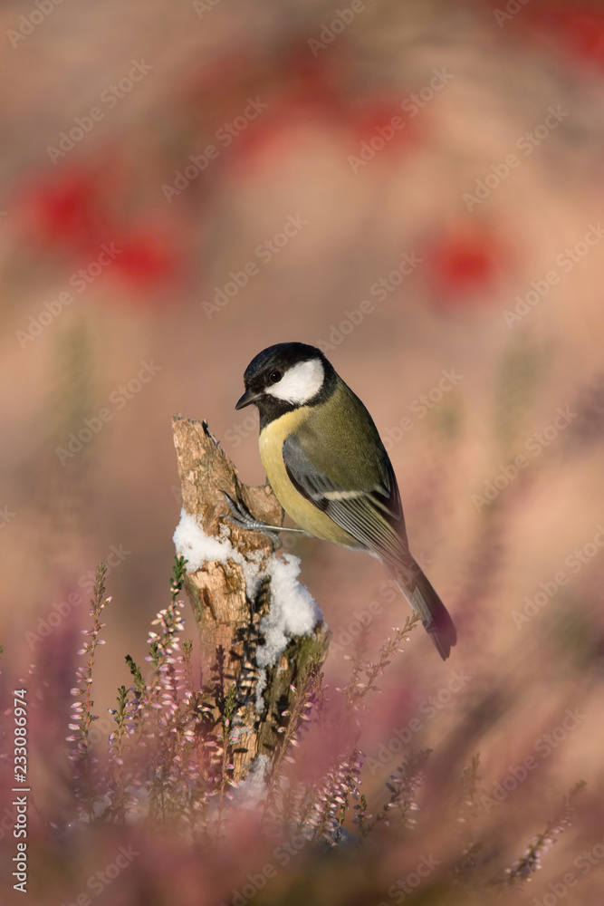 The Great Tit, Parus major, is sitting in color environment of wildlife The Great Tit, Parus major, is sitting in color environment of wildlife