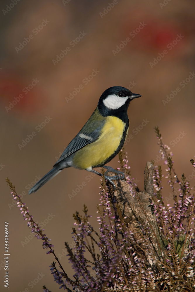 Obraz premium The&nbsp;Great Tit,&nbsp;Parus major, is sitting in color environment of wildlife
