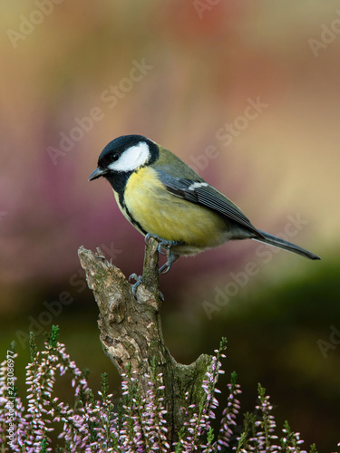 The Great Tit, Parus major, is sitting in color environment of wildlife