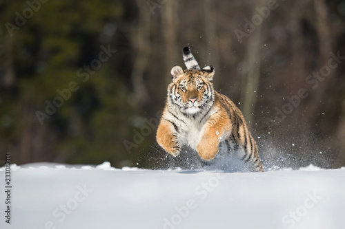 The Siberian Tiger, Panthera tigris tigris is running in the snow, in the background with snowy trees photo