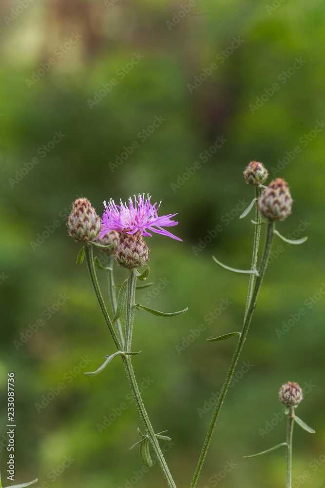 Centaurea scabiosa, a big knapweed purple flower, looks like a thistle. Centaurea scabiosa, a big knapweed purple flower, looks like a thistle.