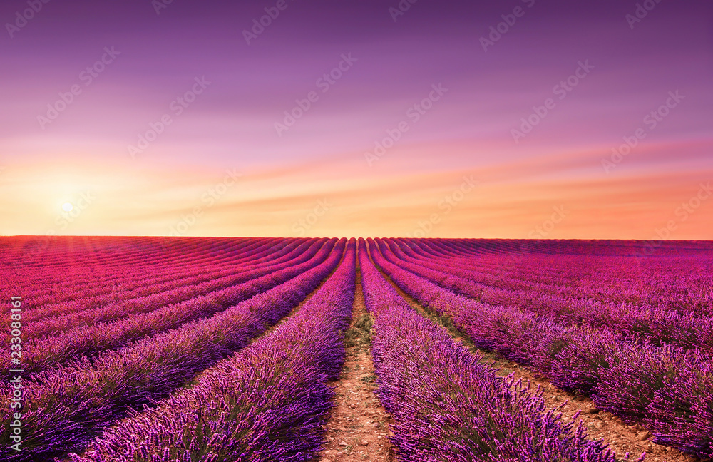 Obraz premium Lawendowi pola przy zmierzchem. Provence, Francja