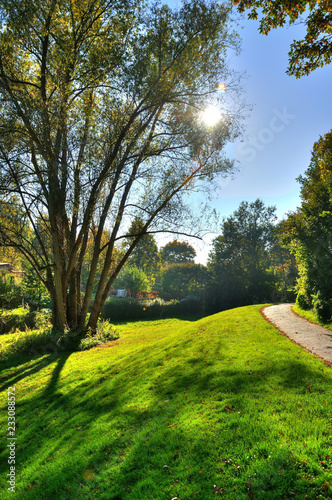 Tree with sun rays and green lawn in the park in Fulda, Hessen, Germany