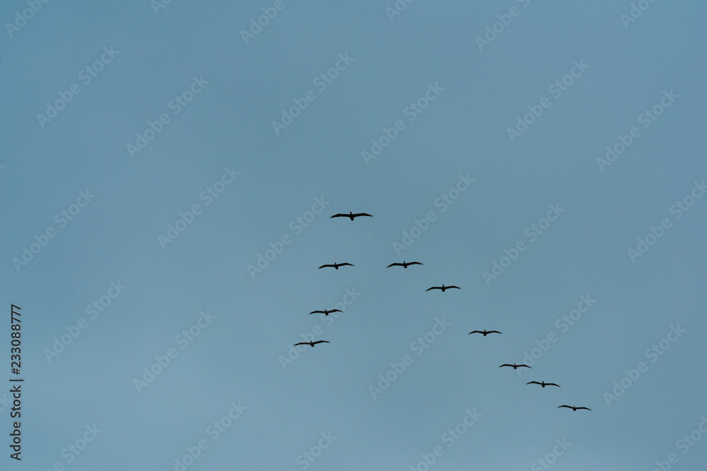 Flock of Birds Flying in a V-Formation in  a Clear Blue Sky
