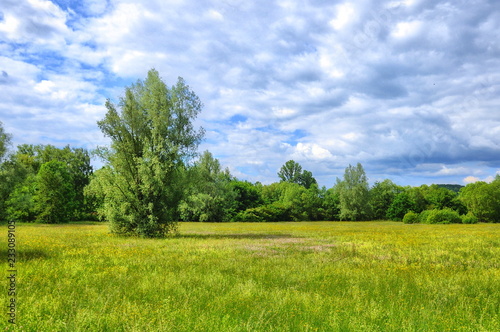 Green meadow with clouds in Aueweiher Park in Fulda  Hessen  Germany